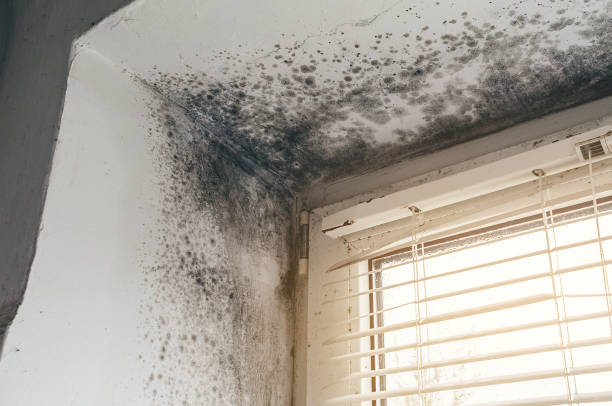 Trusted Crawl Space Mold Removal service in Clinton, PA - Cheap Mold Removal