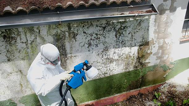 Trusted Black Mold Removal service in Clinton, PA - Cheap Mold Removal